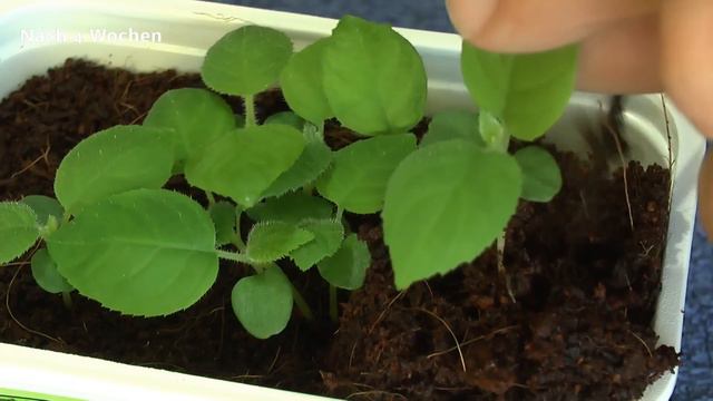 Kiwi vom Samen zur Pflanze смотреть онлайн