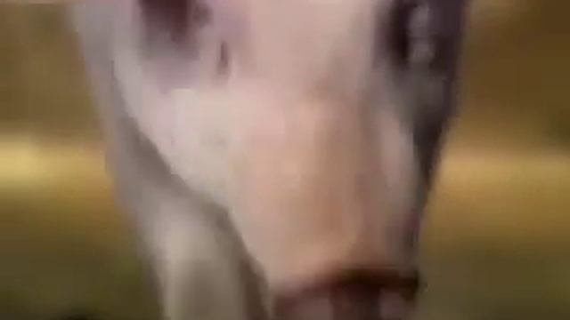Беговая дорожка для хрюшки смотреть онлайн