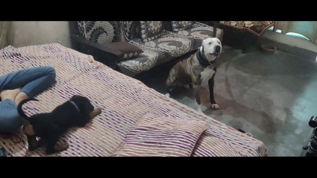 Aggressive Pitbull Meet Rottweiler Puppy Epic Reaction Tiger hate 📷 смотреть онлайн