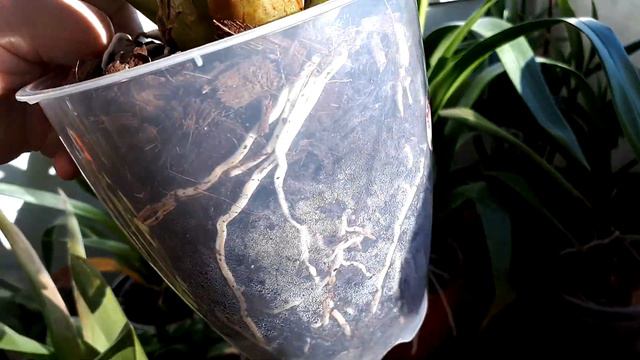 Odontoglossum Anna Claire! 🌸 смотреть онлайн