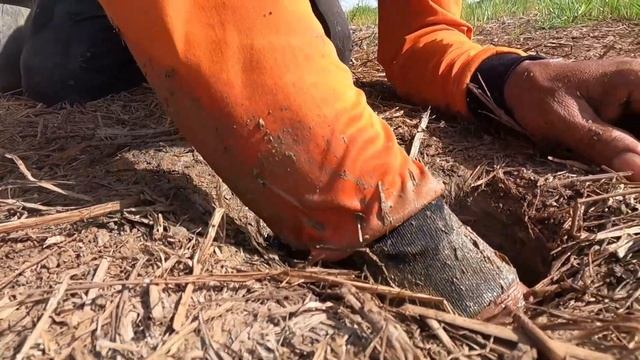 best hand fishing - catch a lot of Redfish in underground by hand a fisherman смотреть онлайн