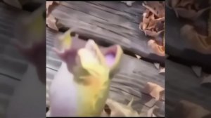 Жаба смеётся