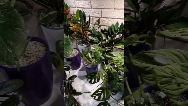 ??? Обзор комнатных растений ??? 1. смотреть онлайн
