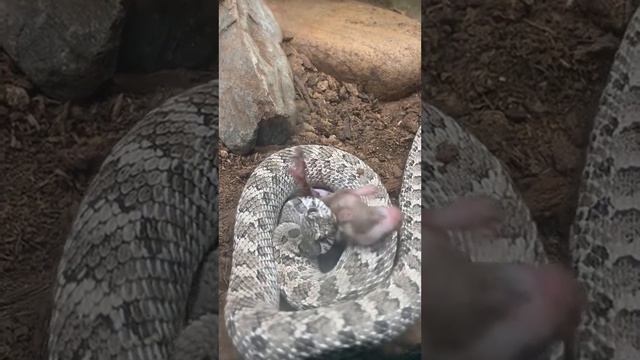 Hognose Snake feeding (Full video) смотреть онлайн