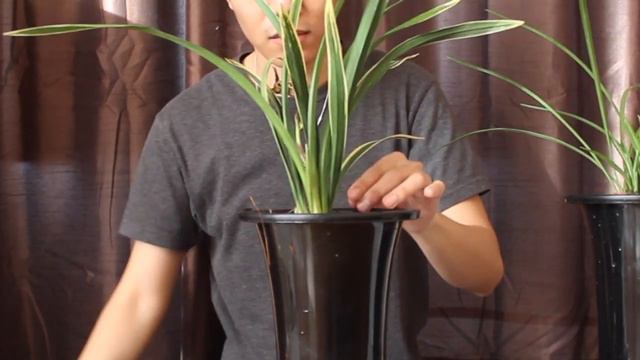 Repotting Cymbidium Sinense
