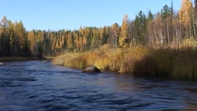 песня "Зверобой" смотреть онлайн
