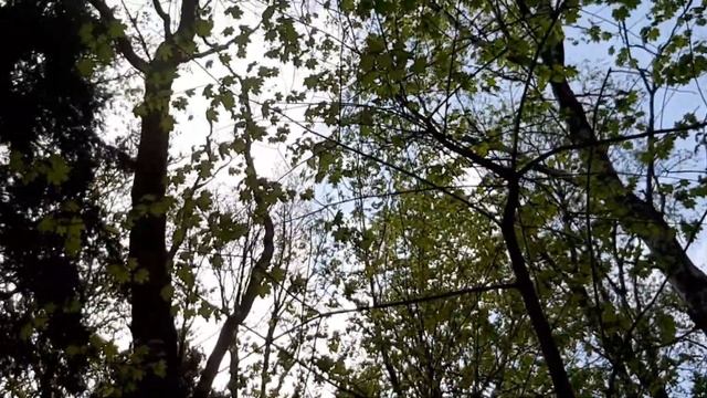 Устанавливаем синичники. Кто поселится в синичник? Когда нужно устанавливать синичники? смотреть онлайн