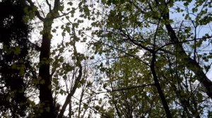 Устанавливаем синичники. Кто поселится в синичник? Когда нужно устанавливать синичники?