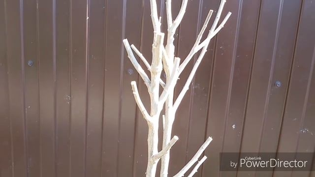 Сирийский гибискус. Обрезка.