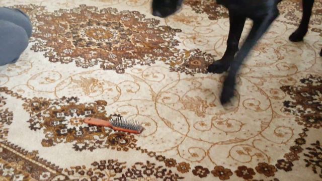 Кане—Коорсо и расческа смотреть онлайн