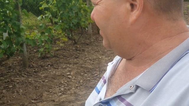 Вредитель молодого винограда и обзор технических сортов на 4.07.2021г. смотреть онлайн