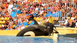 ? Киты касатки играют с детьми! Whales made kids wet!