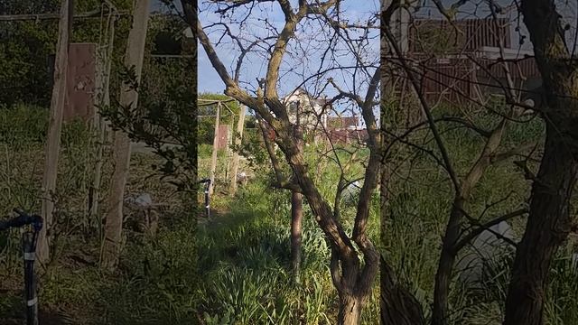 гнездо синички в трубе смотреть онлайн