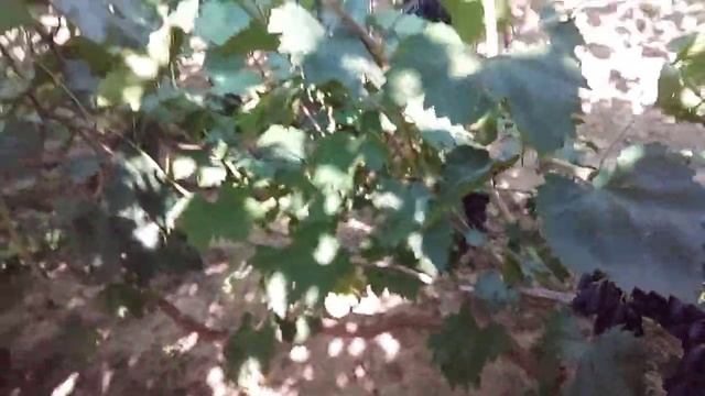 виноград Днепровский сувенир на 11.08. 2021 г. смотреть онлайн