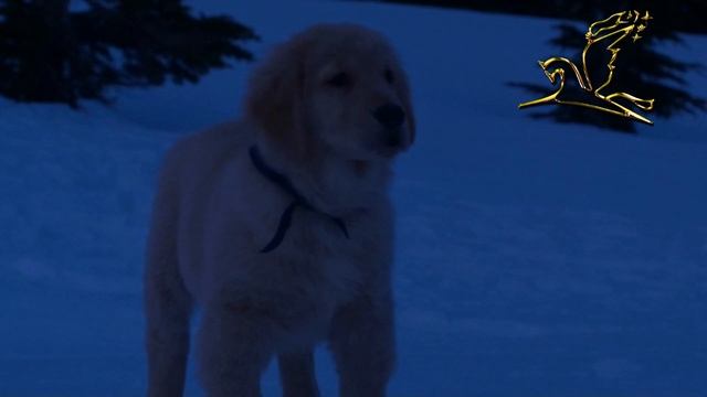 Снежная пятерка - Аврора БОРЄАЛИС смотреть онлайн