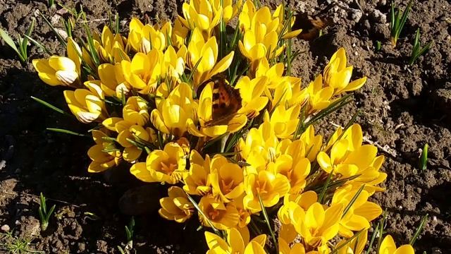 Весна. Первоцветы. Бабочки на крокусах смотреть онлайн