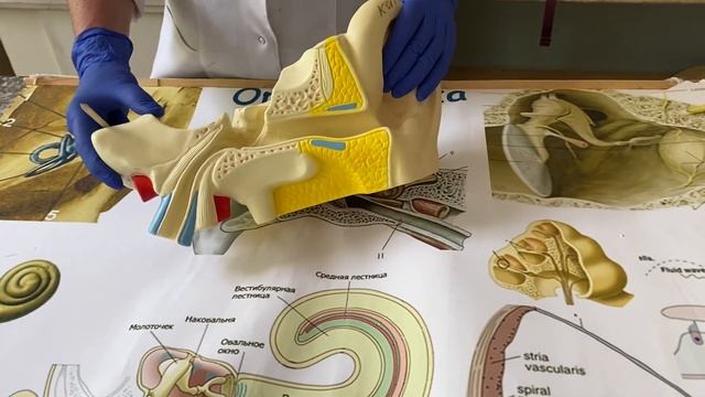 Орган слуха и равновесия. Наружное и среднее ухо.