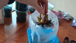 Купили проросшую луковицу лилии?