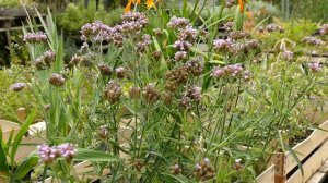 Verbena bonariensis 'Lollipop'