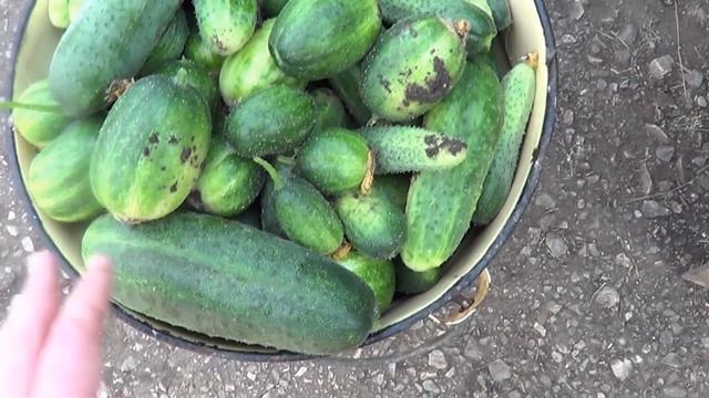 НАШЕ УТРО\ЗАСОЛИЛИ ЦЕЛОЕ ВЕДРО ОГУРЦОВ\МУЖ РЕМОНТИРУЕТ\СДЕЛАТЬ СУШИЛКУ ПОД ОКНОМ\ПРИВЕЗЛИ СОЛОМУ смотреть онлайн