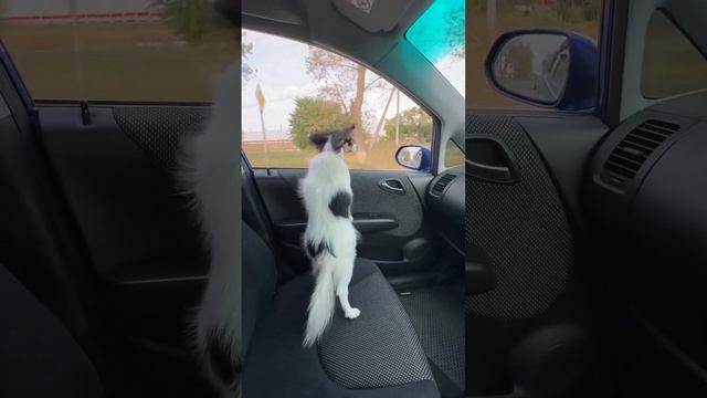 #папийон #papillon #собакабабочка #папильон #хочусобаку смотреть онлайн