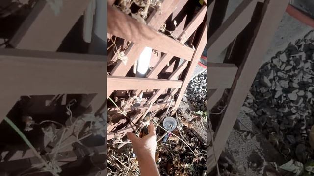 Sweet Autumn Clematis Full Version #winter смотреть онлайн