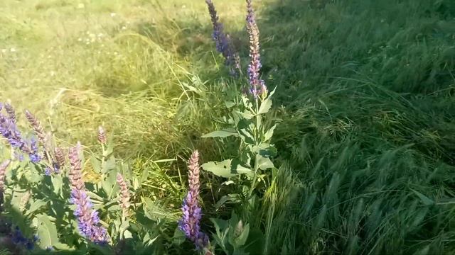 Шалфей Луговой - Лекарственные растения. Лечебные травы смотреть онлайн