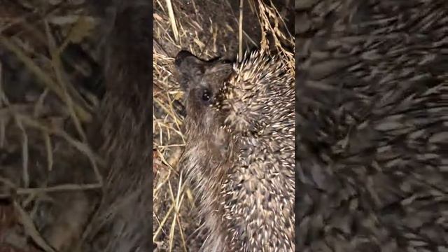 Задняя нога ежика смотреть онлайн