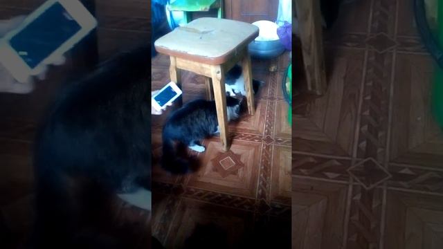 Вот как нужно есть котам смотреть онлайн