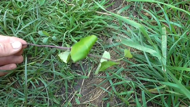 О рассаде батата