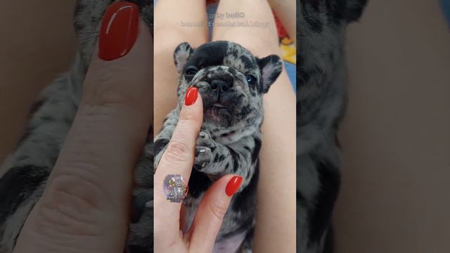 Французский бульдог мерле мальчик, доступен. #frenchbulldogblue #изабелла #щенкифранцузского смотреть онлайн