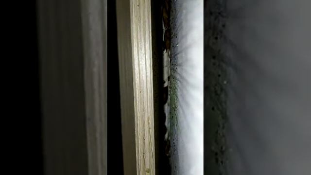 Откуда берутся тараканы и где живут в квартире? Himiks — средство от тараканов самое эффективное смотреть онлайн