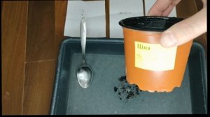 Козлятник восточный Галага Проверка всхожести семян козлятника Сельская жизнь