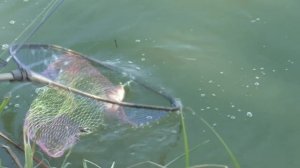 Рыбалка. Ловля на снасть -  один поводок и два крючка. My fishing