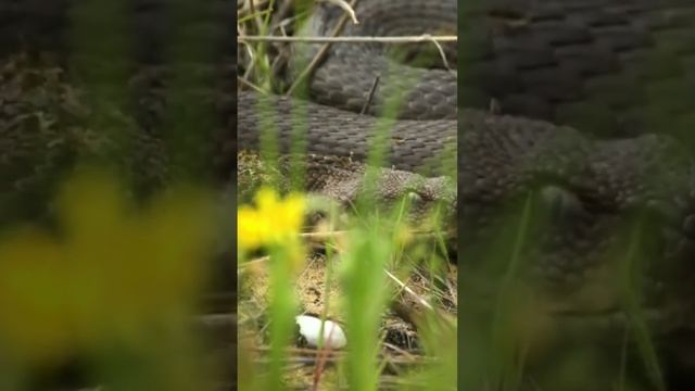 Как определить ядовитая змея или нет? #shorts #топ #факты смотреть онлайн