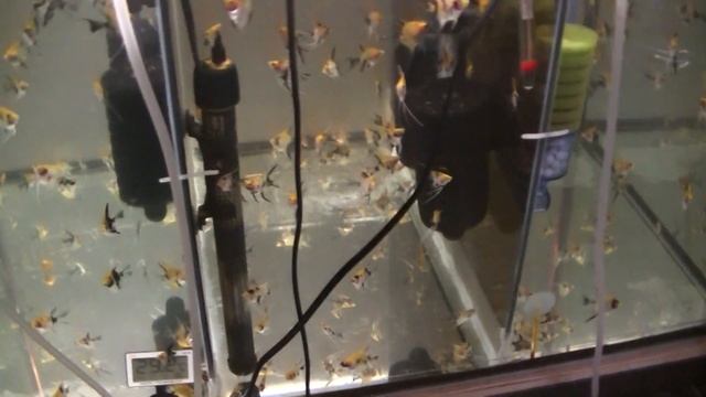 Работа с мальками аквариумных рыбок.