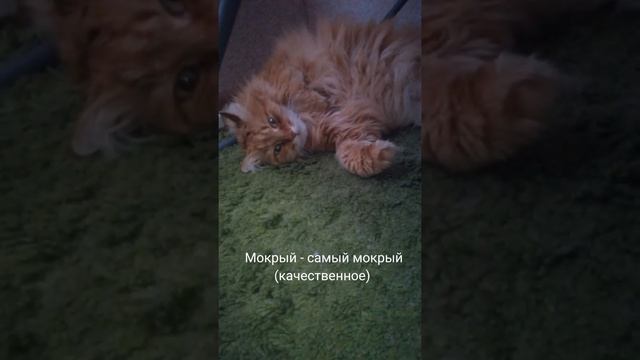 6 класс. Качественные, относительные, притяжательные прилагательные смотреть онлайн