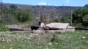 Собака Буль-Буль