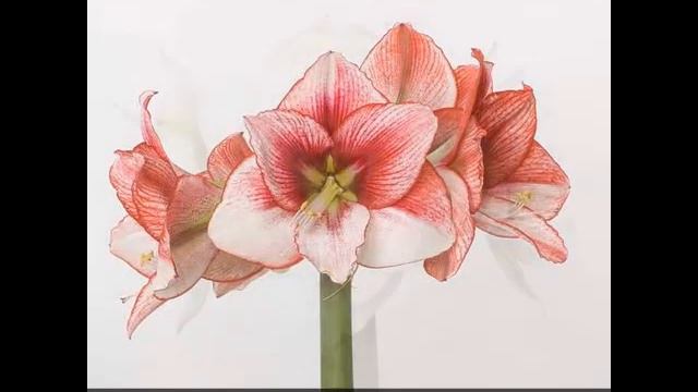 Amaryllis soorten van kwekerij Van Der Ende Flowers смотреть онлайн
