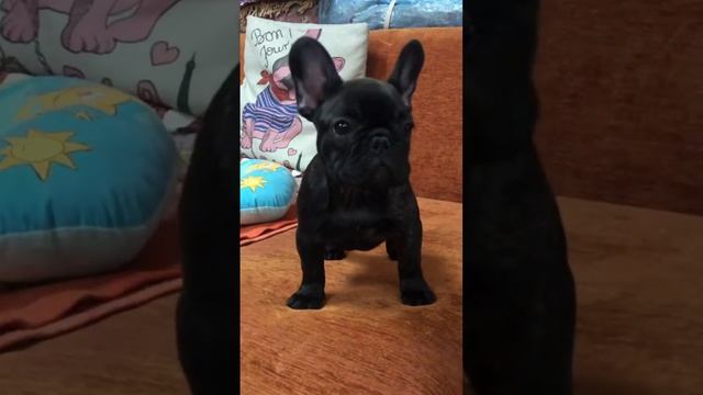 Щенок французского бульдога питомник Фрустайл