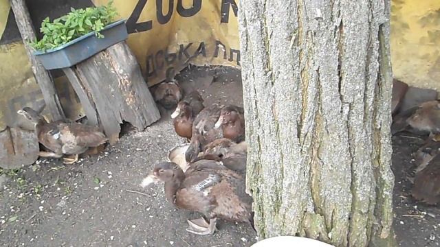 Мускусные утята растут Тяжелая немецкая линия мускусных уток смотреть онлайн