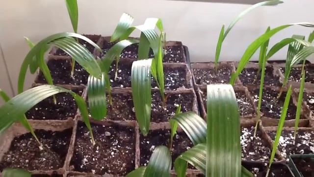 Trachycarpus Fortunei Seedlings Pt.5 смотреть онлайн