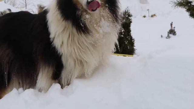 Monsolana Collies 2017