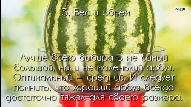 Как правильно выбирать арбуз !? | ECONET.RU смотреть онлайн