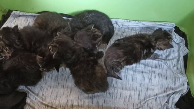 #Котята #мейн-кун. 17 дней #mainecoon #kittens #kitten #мейнкункотята #мейнкуны