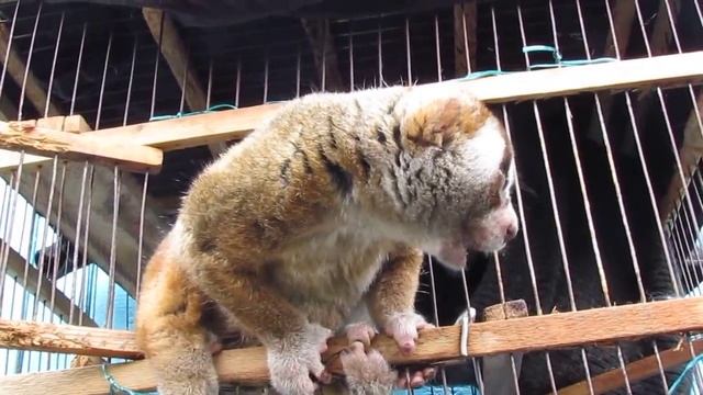 Slow loris likes to eat larvae. Толстый лори с аппетитом ест личинок майского жука. смотреть онлайн