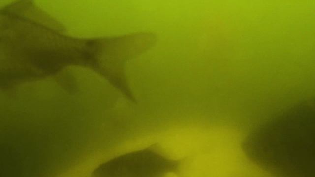 КОРМЛЕНИЕ КАРПОВ В ПРУДУ | ЧЕМ КОРМИТЬ РЫБ ? смотреть онлайн