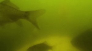 КОРМЛЕНИЕ КАРПОВ В ПРУДУ | ЧЕМ КОРМИТЬ РЫБ ?