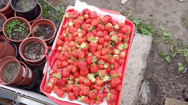Мой урожай клубники! смотреть онлайн