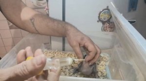 как кормить птенцов шприцом с трубкой